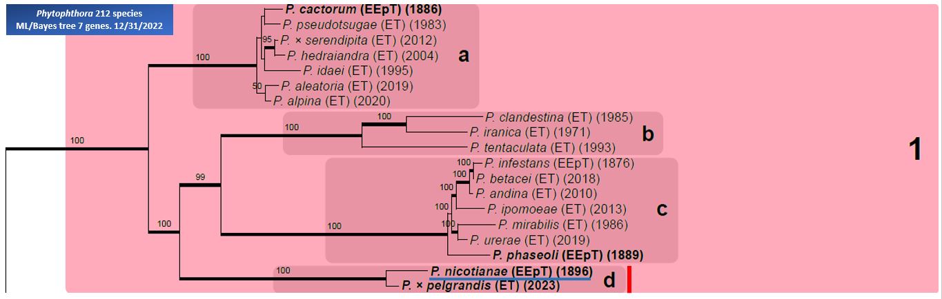    Phytophthora  spp. in subclade 1d:  portion of the seven-loci ML phylogeny featuring the type cultures of 212 described species (by T. Bourret). Notice the position of   P. nicotianae  selected specimen CBS 149823 = Samp;T BL 162 . Gloria Abad, USDA Samp;T.
